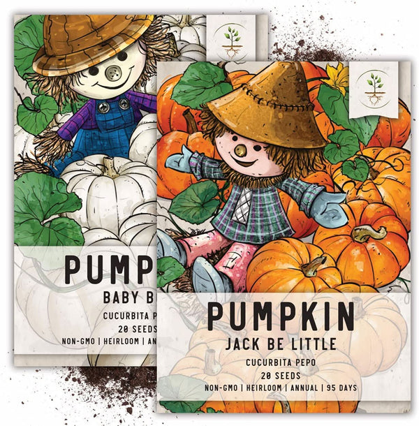 Miniature Pumpkin Duo