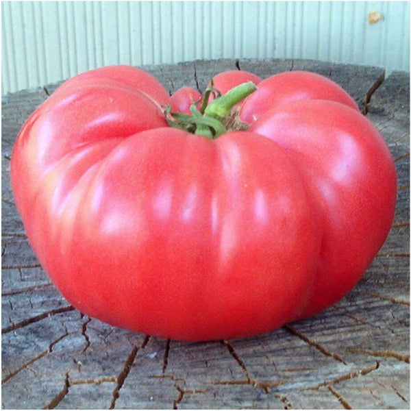Pink Brandywine Tomato Seeds For Planting (Lycopersicon esculentum)