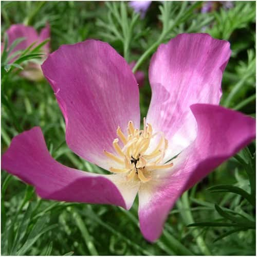 purple gleam california poppy seeds for planting