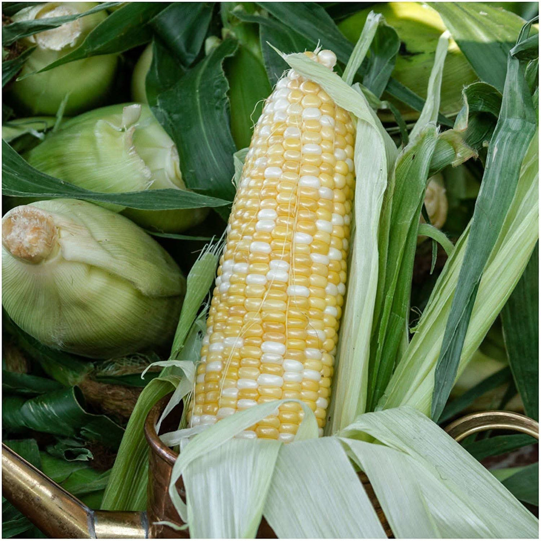Peaches and Cream Corn Seeds For Planting (Zea mays) – Seed Needs LLC