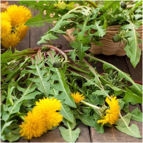 common dandelion herb seeds for planting