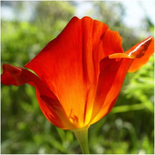 red chief california poppy seeds for planting