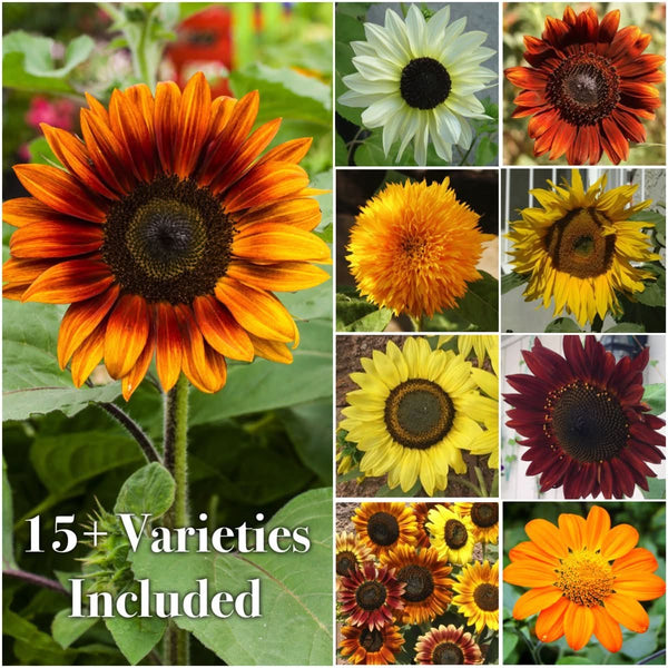 types of sunflower seeds for planting Crazy Mix Sunflower Seed For Planting (Helianthus annuus) 15 Varieties – Seed Needs LLC