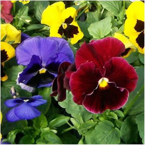 Pansy Seeds For Planting, Swiss Giants Mixture (Viola wittrockiana)