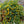 Canary Creeper Nasturtium Seeds (Tropaeolum peregrinum)