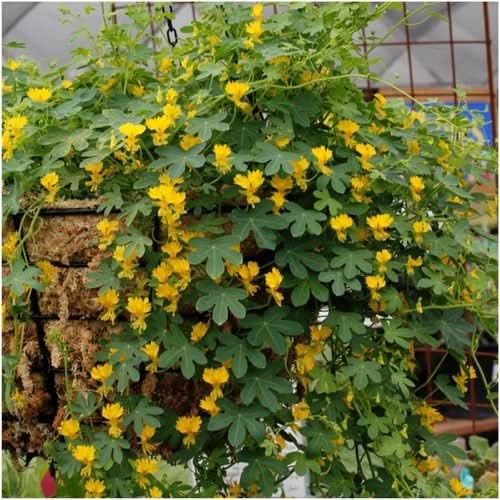 Canary Creeper Nasturtium Seeds For Planting (Tropaeolum peregrinum)