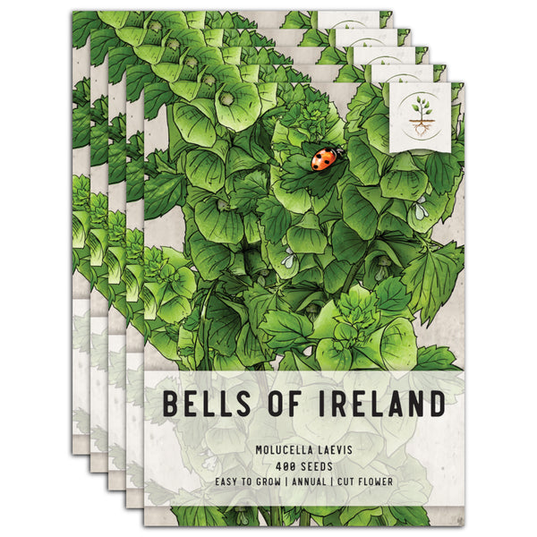 Bells of Ireland Seeds For Planting (Molucella laevis)