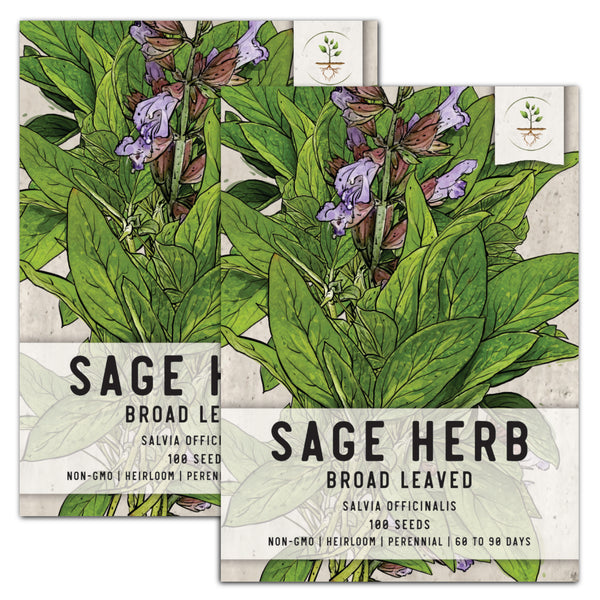 Sage Herb Seeds For Planting (Salvia officinalis)