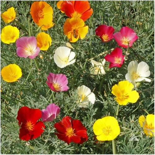 Mixed California Poppy Seeds For Planting