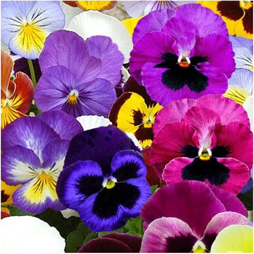Pansy Seeds For Planting, Swiss Giants Mixture (Viola wittrockiana)