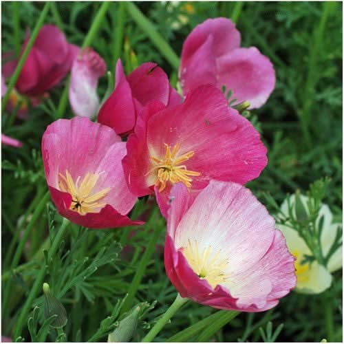 purple gleam california poppy seeds for planting