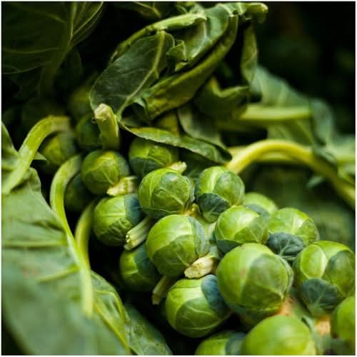 Brussels Sprout Seeds For Planting, Long Island Improved (Brassica oleracea)