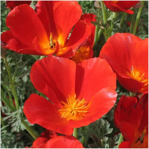 red chief california poppy seeds for planting