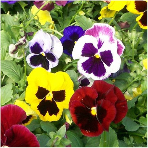 swiss giants pansy seeds for planting