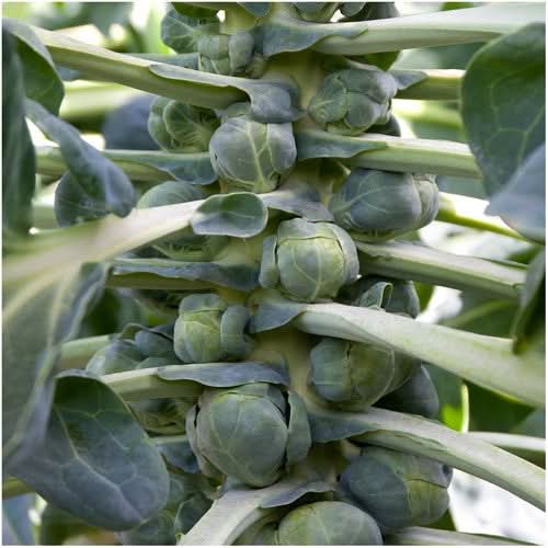 Brussels Sprout Seeds For Planting, Long Island Improved (Brassica oleracea)