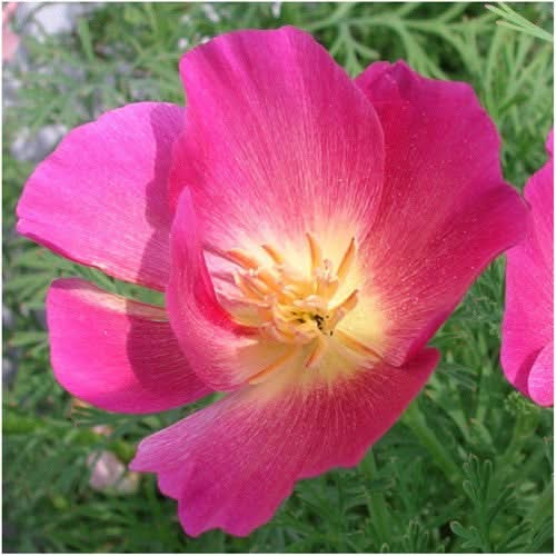 purple gleam california poppy seeds for planting