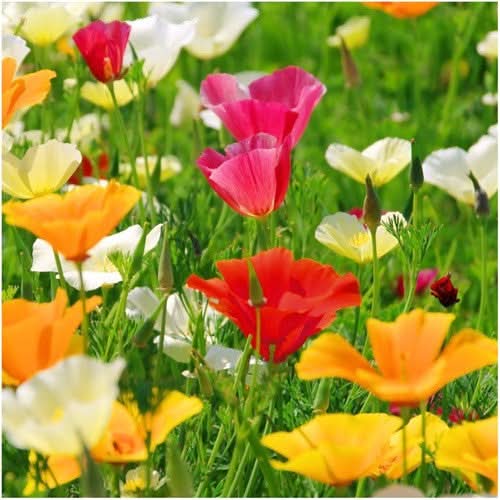 Mixed California Poppy Seeds For Planting