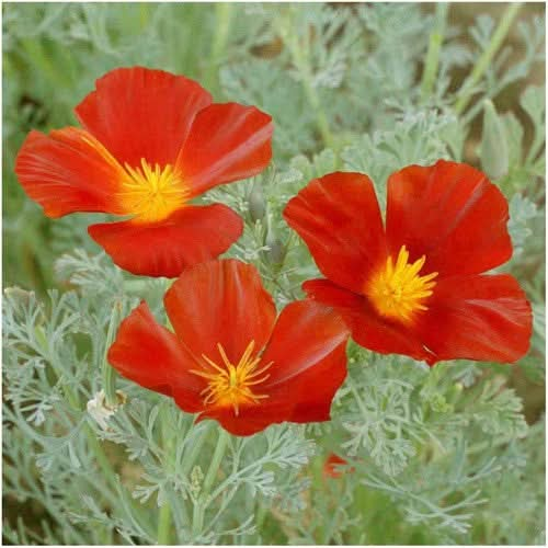 red chief california poppy seeds for planting