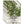 Summer Savory Herb Seeds For Planting (Satureja hortensis)