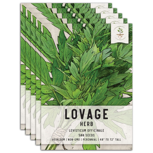 Lovage Herb Seeds For Planting (Levisticum officinale)