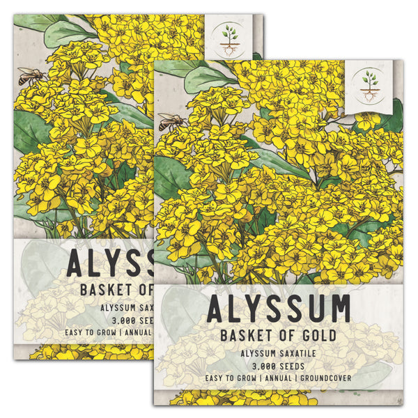 Basket of Gold Alyssum Seeds For Planting (Aurinia saxatilis)