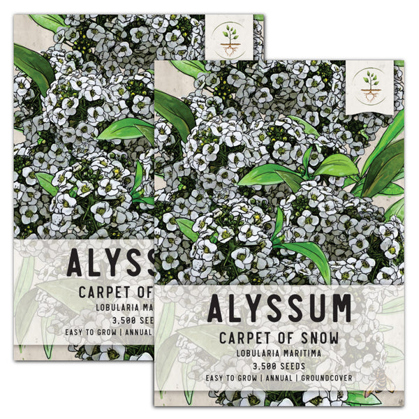 Carpet of Snow Alyssum Seeds For Planting (Lobularia maritima)