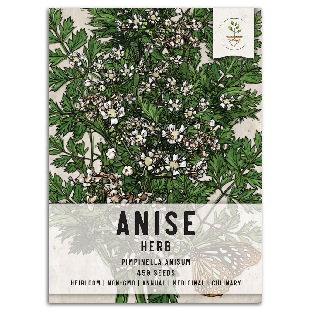Anise Herb Seeds For Planting (Pimpinella anisum)