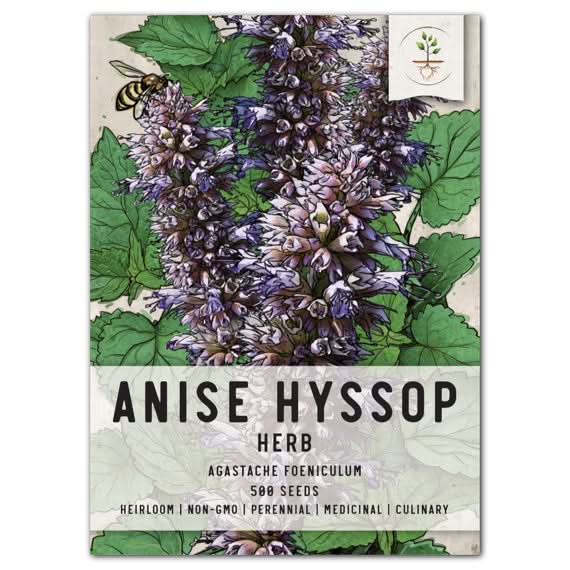 Anise Hyssop Herb Seeds For Planting (Agastache foeniculum)