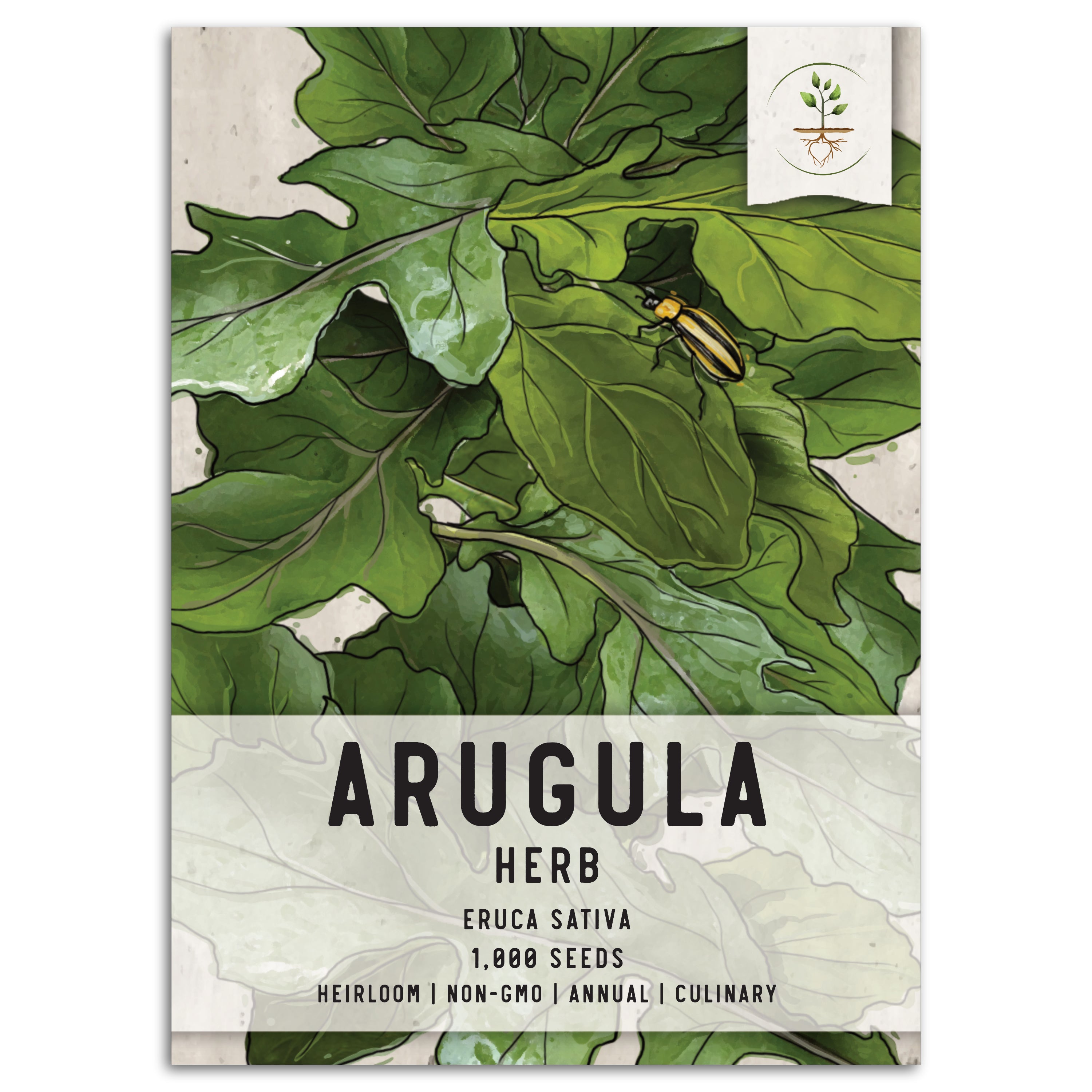 Arugula Roquette - Eruca sativa