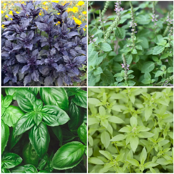 Basil Herb Seed Collection