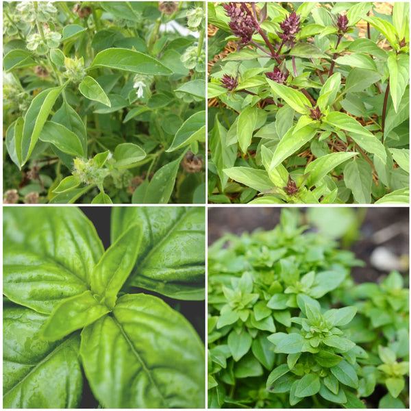 Basil Herb Seed Collection