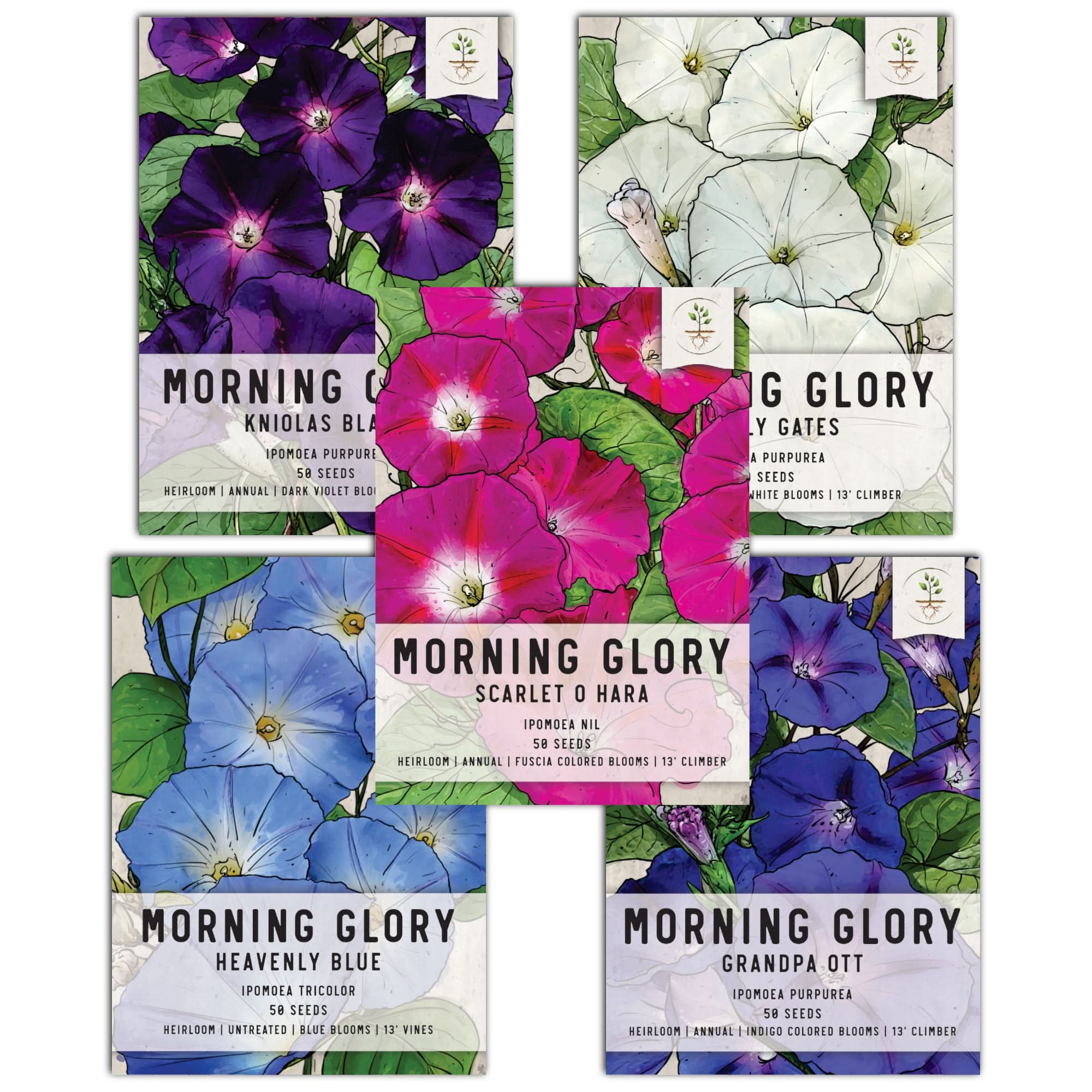 Morning Glory Heavenly Blue Heirloom Seeds Flower Seeds 