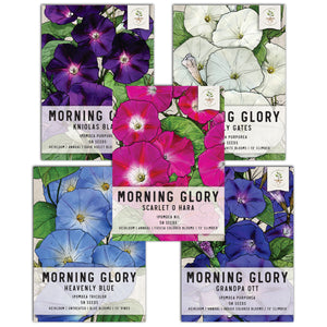 morning glory seed packet collection