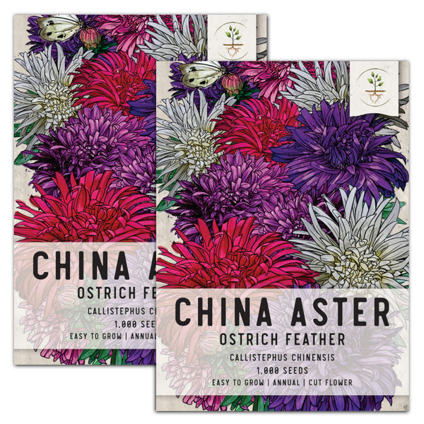 Ostrich Feather China Aster Seeds For Planting (Callistephus chinensis)
