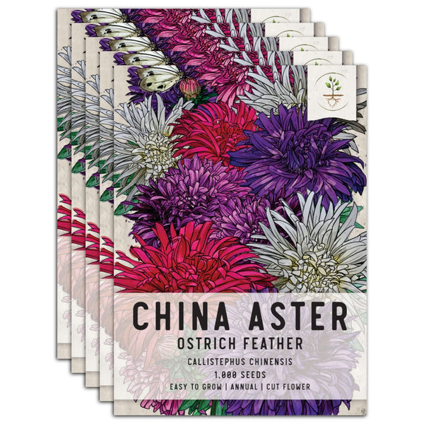 Ostrich Feather China Aster Seeds For Planting (Callistephus chinensis)