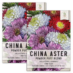 Powder Puff China Aster Seeds For Planting (Callistephus chinensis)