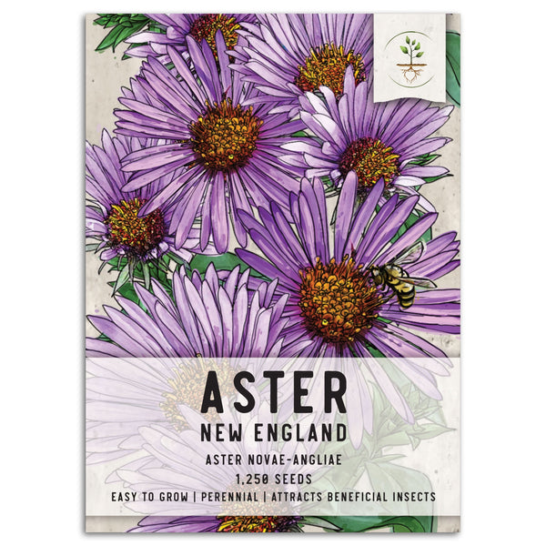 plant aster seeds New England Aster Seeds For Planting (Aster novae-angliae) – Seed Needs LLC