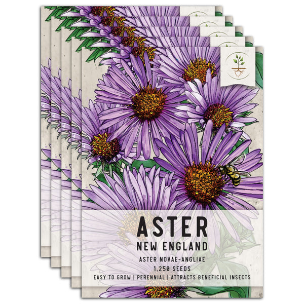 New England Aster Seeds For Planting (Aster novae-angliae)