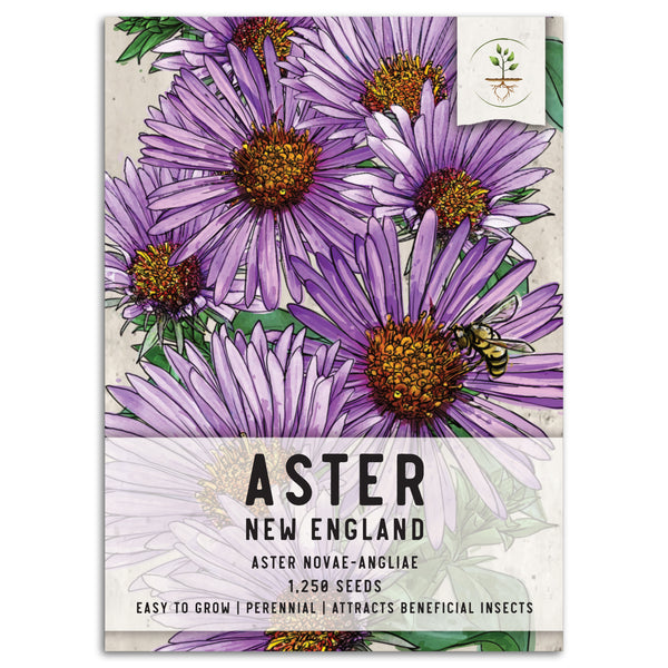 New England Aster Seeds For Planting (Aster novae-angliae)