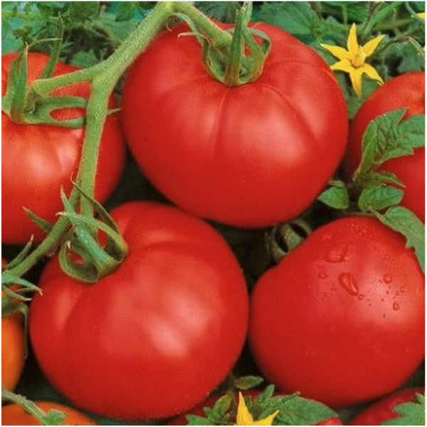 ace 55 tomato seeds for planting