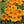 alaska gold nasturtium seeds for planting