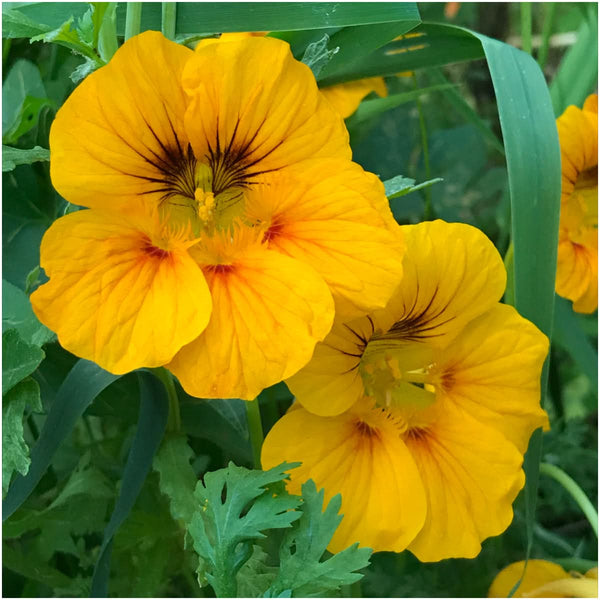 Dwarf Nasturtium - Alaska Gold (Tropaeolum nanum)