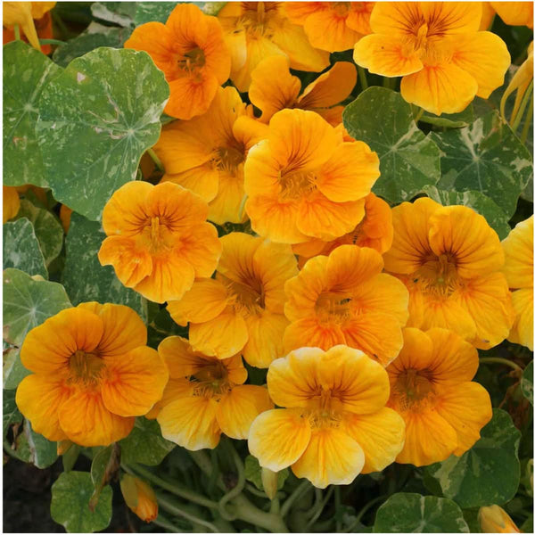 Dwarf Nasturtium - Alaska Gold (Tropaeolum nanum)