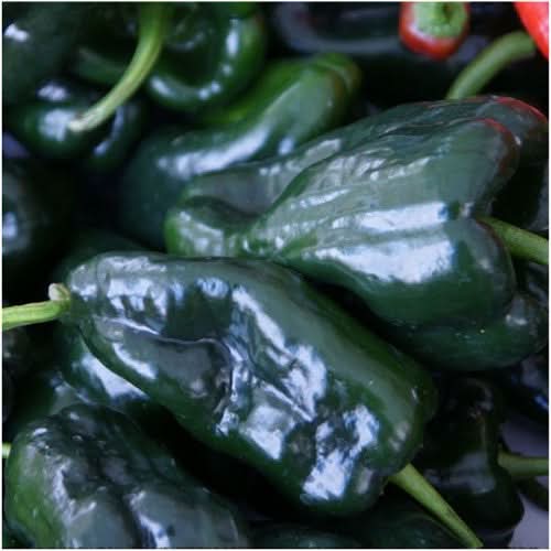 ancho grande pepper