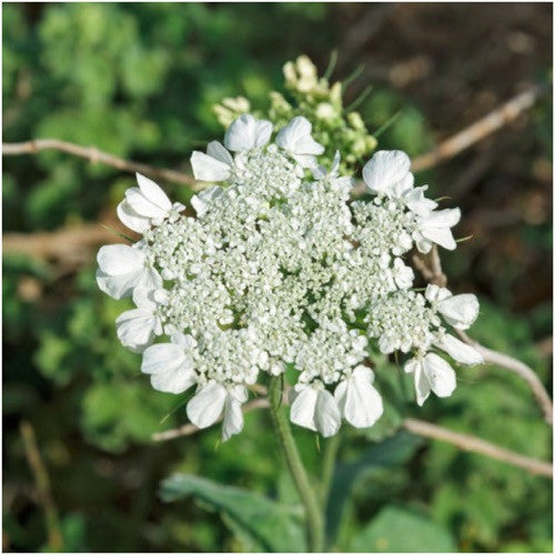 Anise Herb Seeds For Planting (Pimpinella anisum)