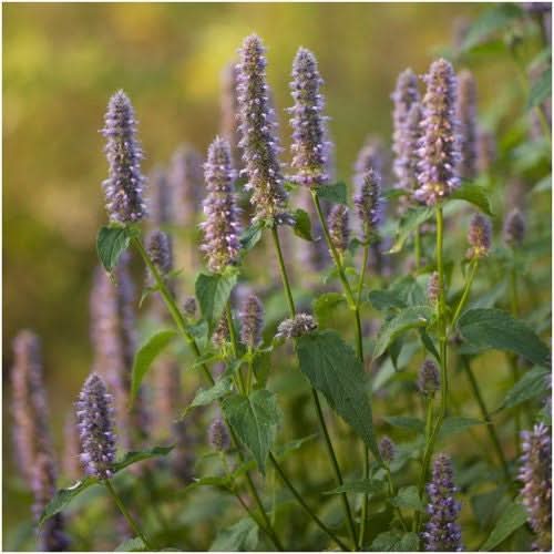Anise Hyssop Herb Seeds For Planting (Agastache foeniculum)