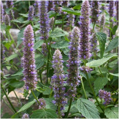 anise hyssop herb seeds for planting