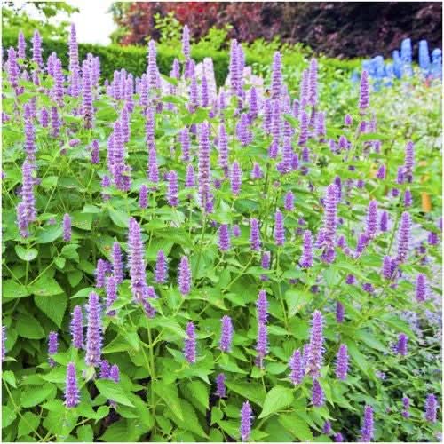 Anise Hyssop Herb Seeds For Planting (Agastache foeniculum)