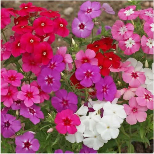 annual phlox blend seeds for planting