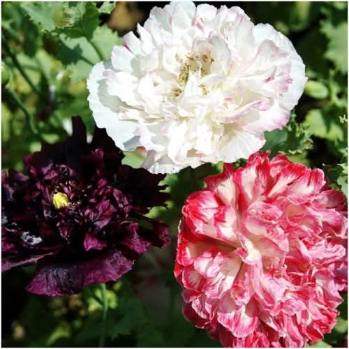 antique shades peony poppy seeds for planting